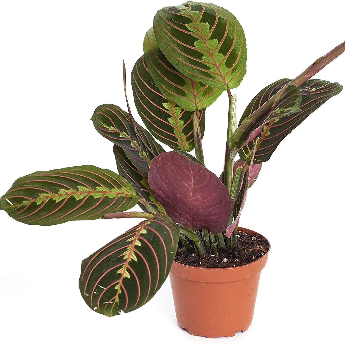 calathea maranta