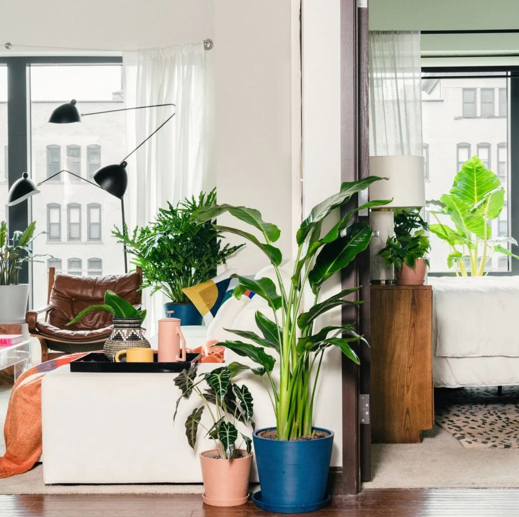 plants in a room
