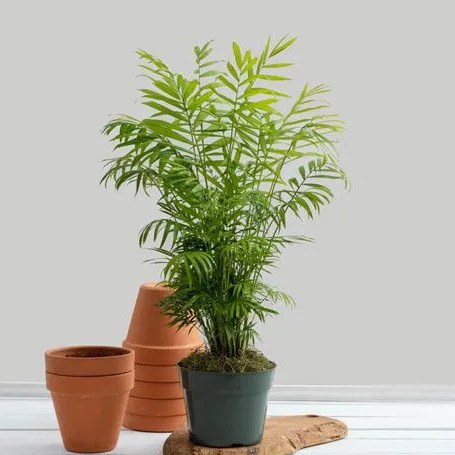 plant next to empty planters