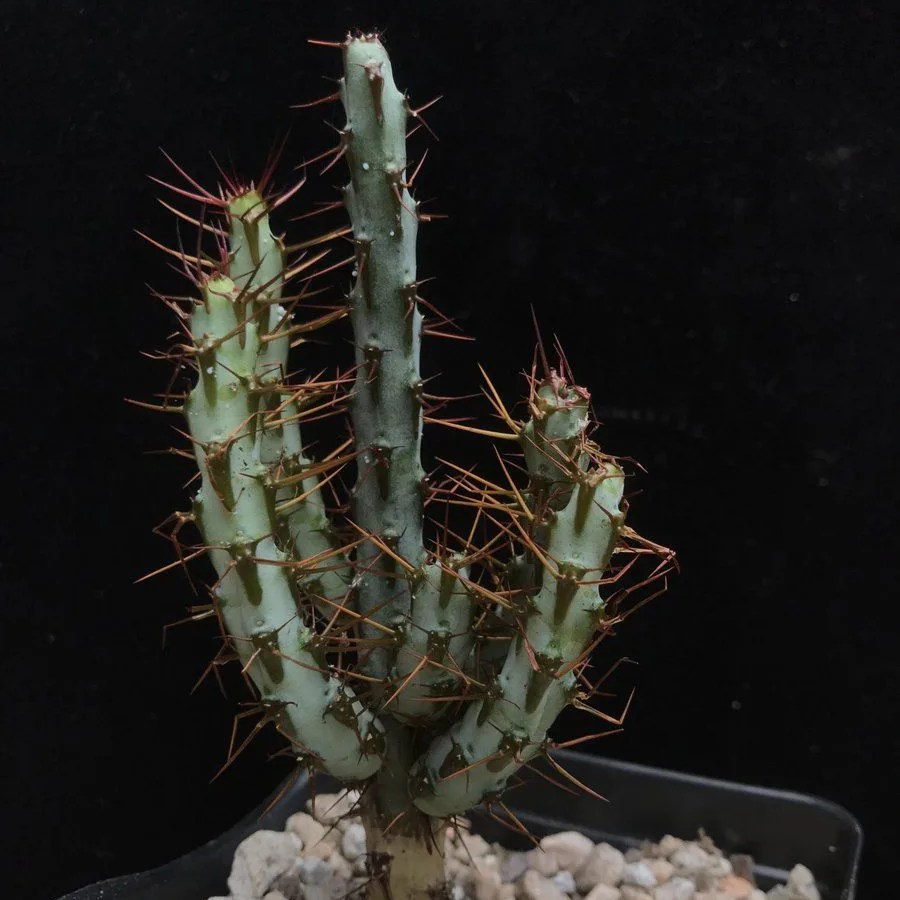 euphorbia aeruginosa