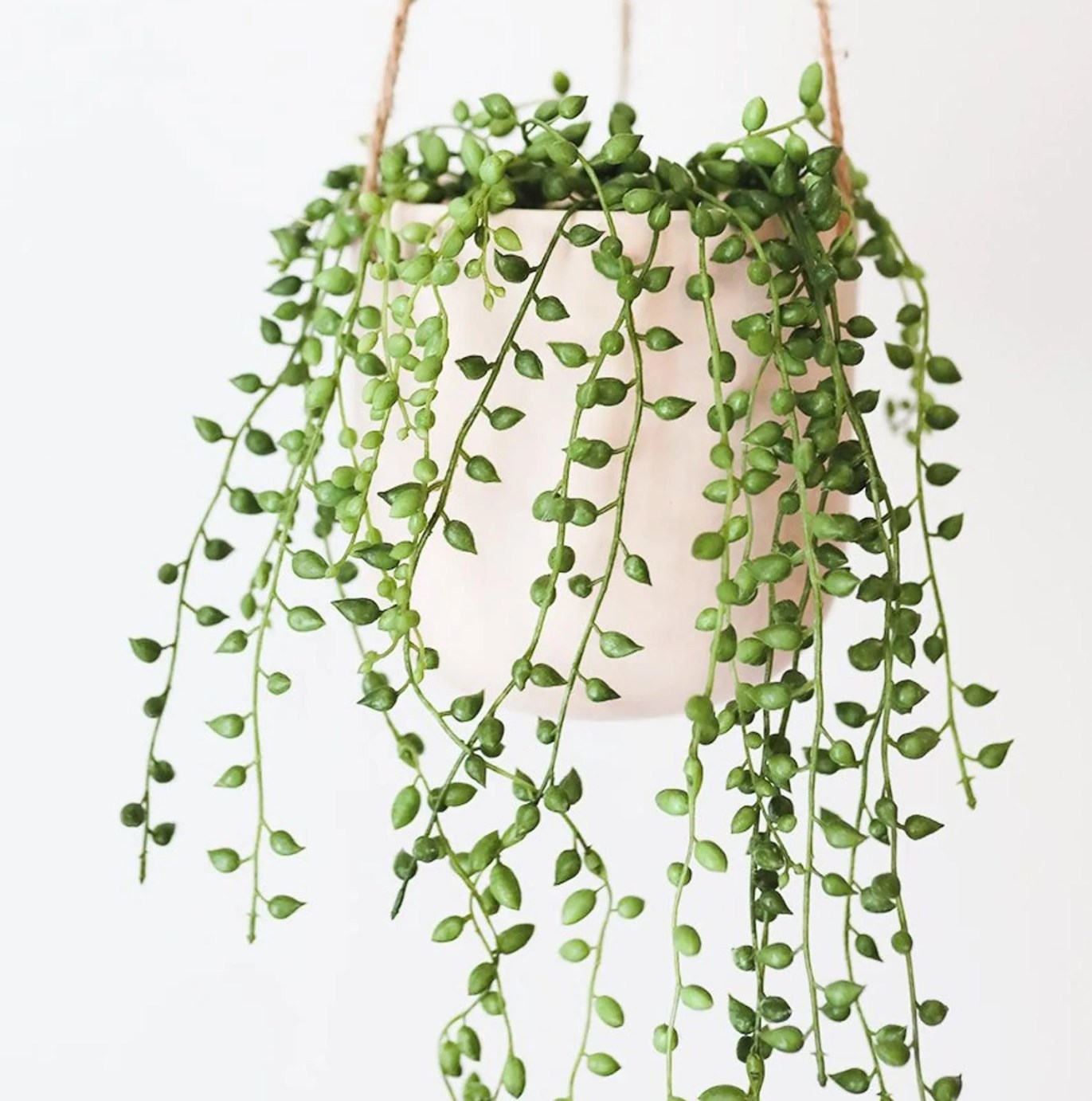 string of pearls plant