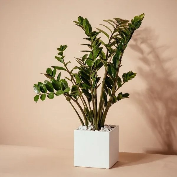 zz plant