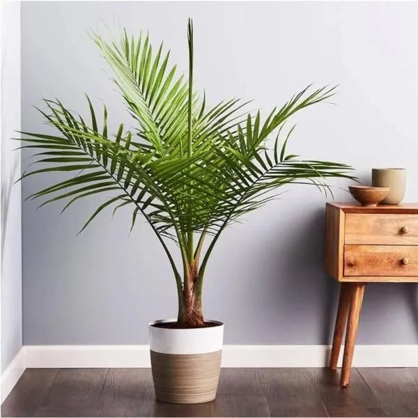majesty palm plant