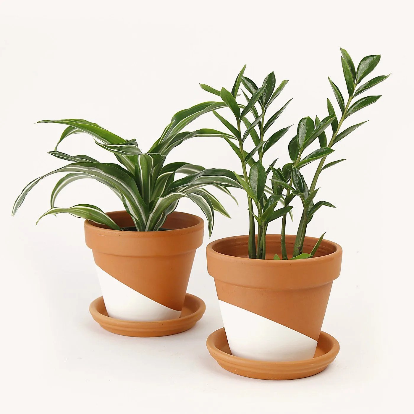 two plants
