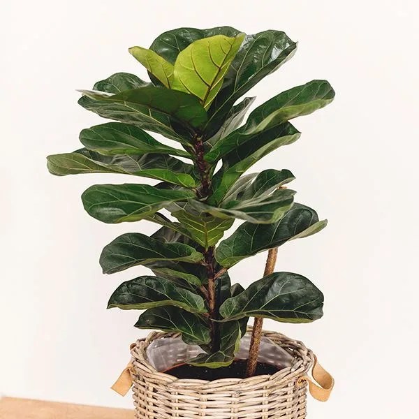 fiddle leaf fig