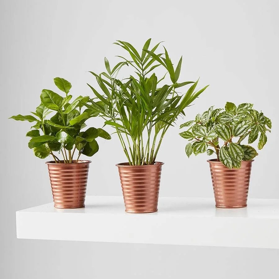 trio of mini foliage plants in copper planters