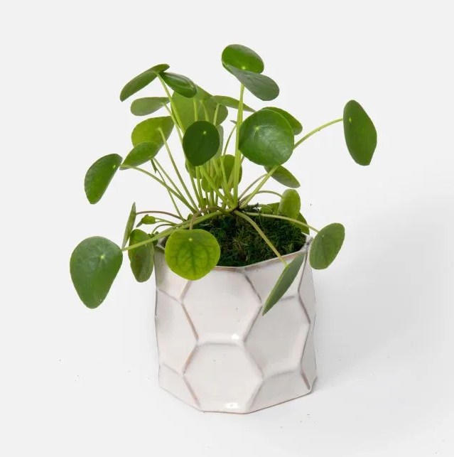pilea plant