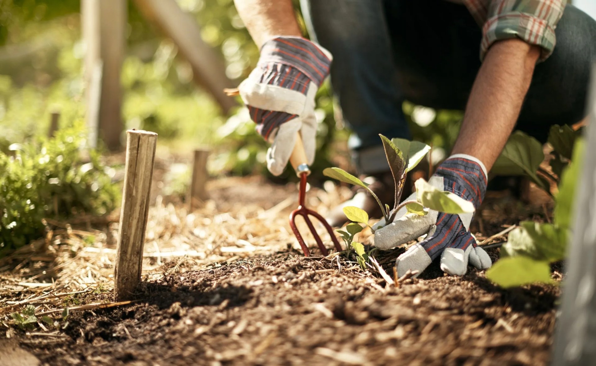 healthy soil is the key to feeding the world