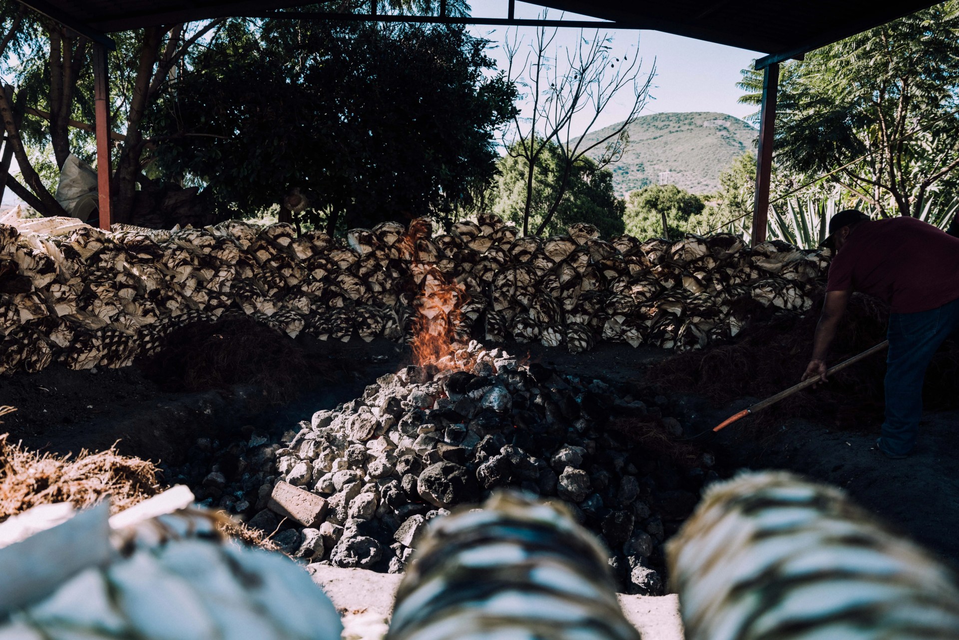 burning pile of plants