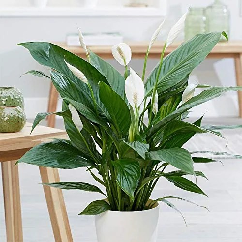 American Plant Exchange Spathiphyllum Debbie Peace Lily Live Plant, 3 Gallon, Indoor/Outdoor Air Purifier