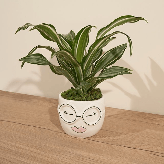 The Bouqs Co. Mother Earth Dracaena Potted Plant