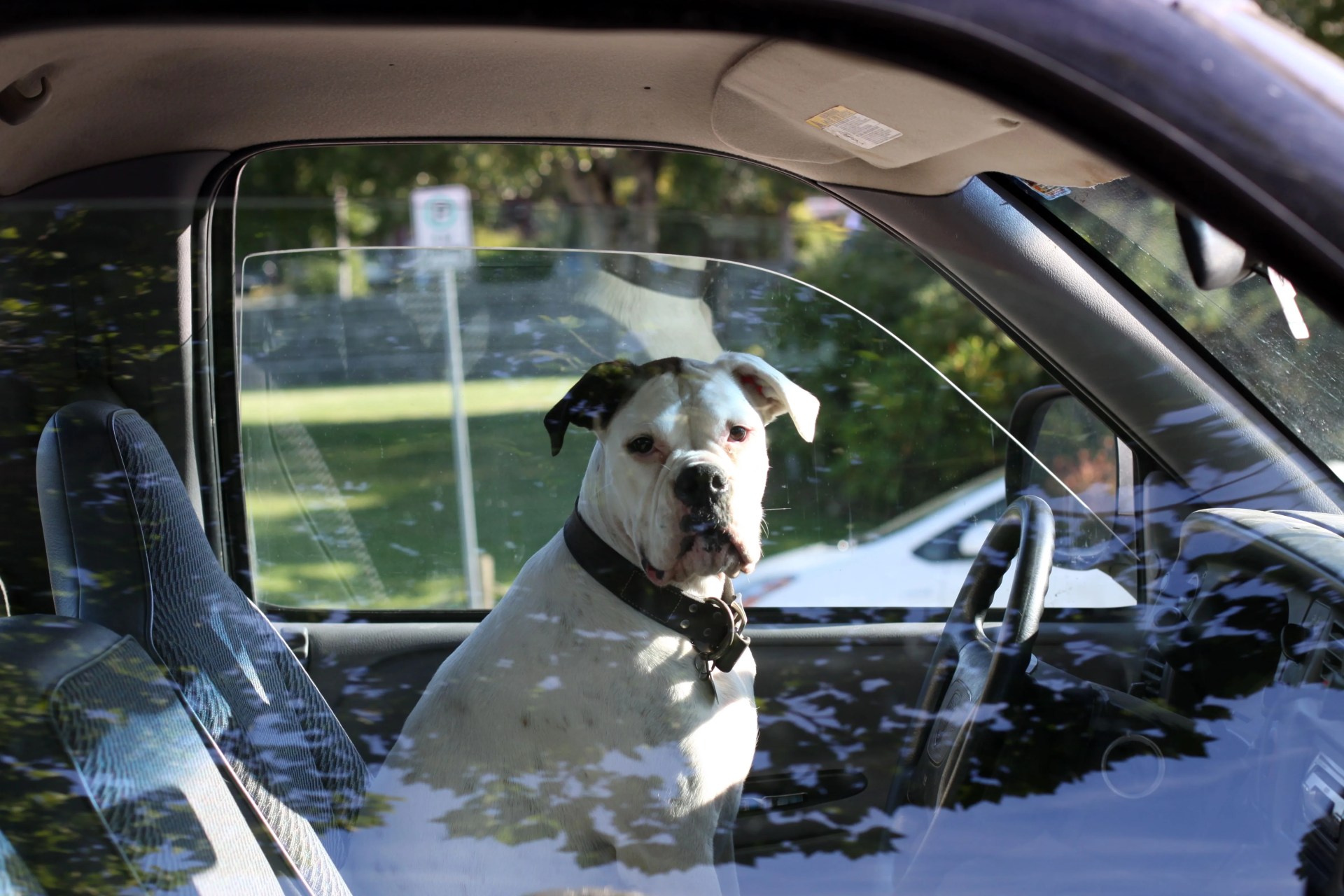 dog on driver's seat