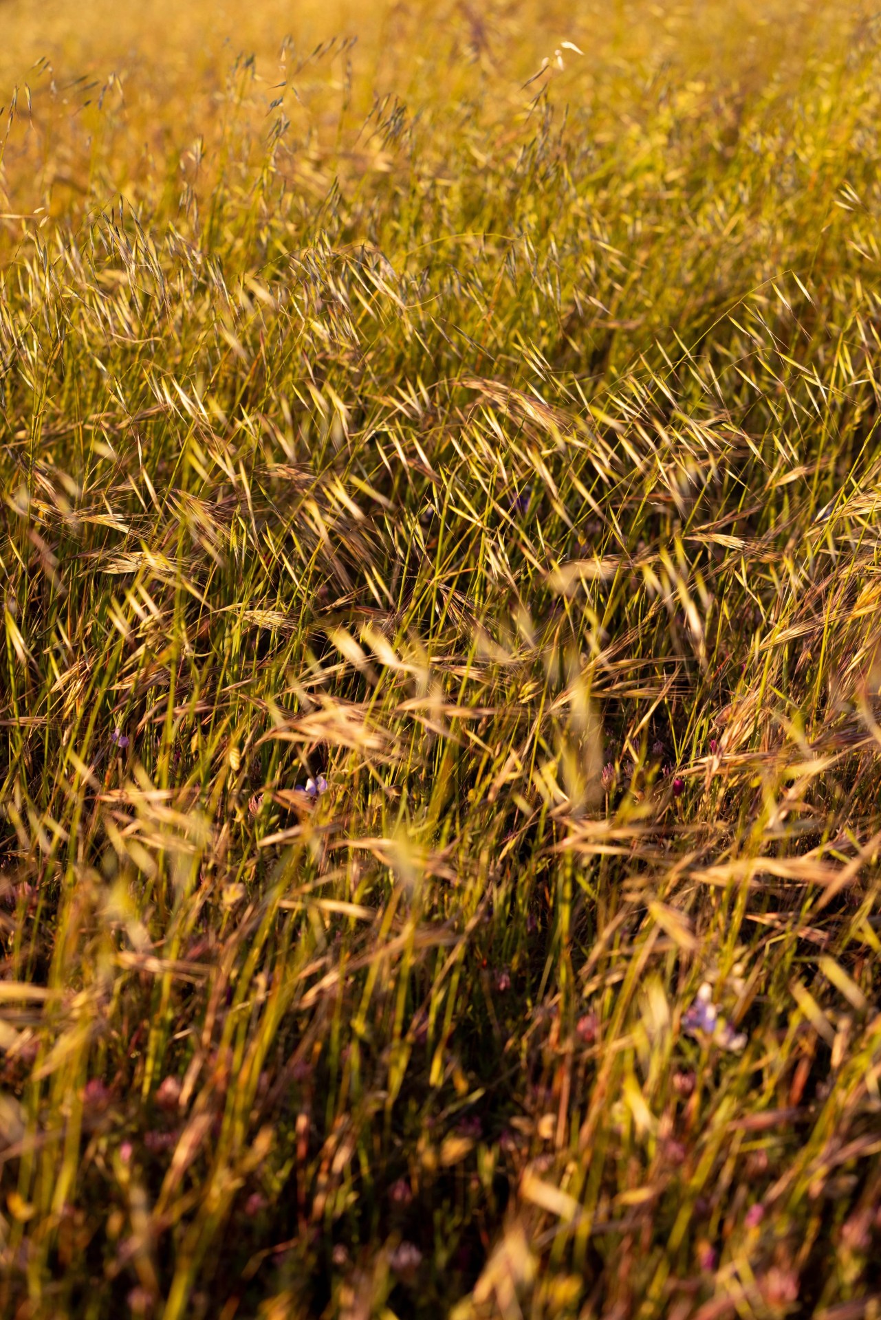 tall grass