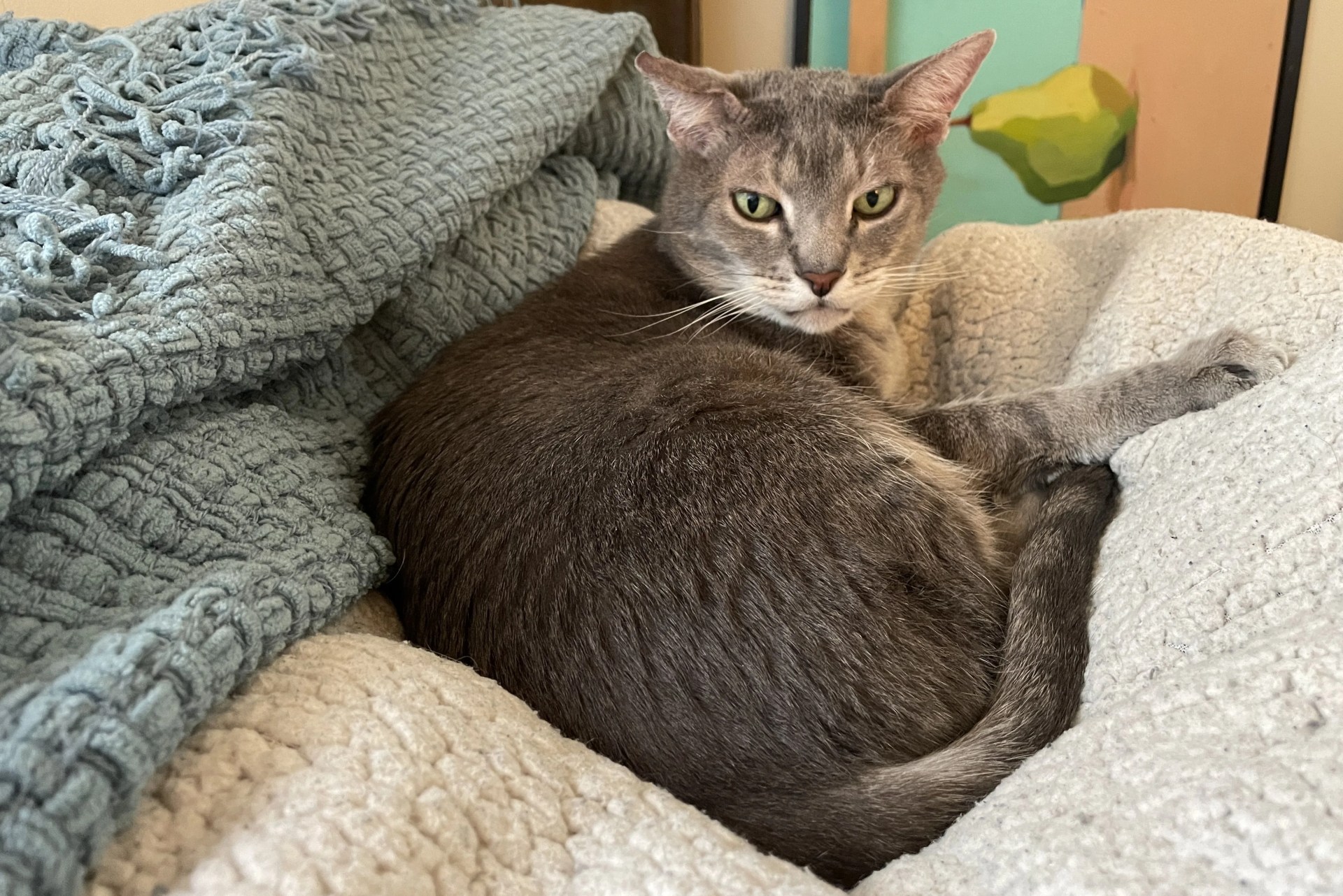 gray tabby cat on covers