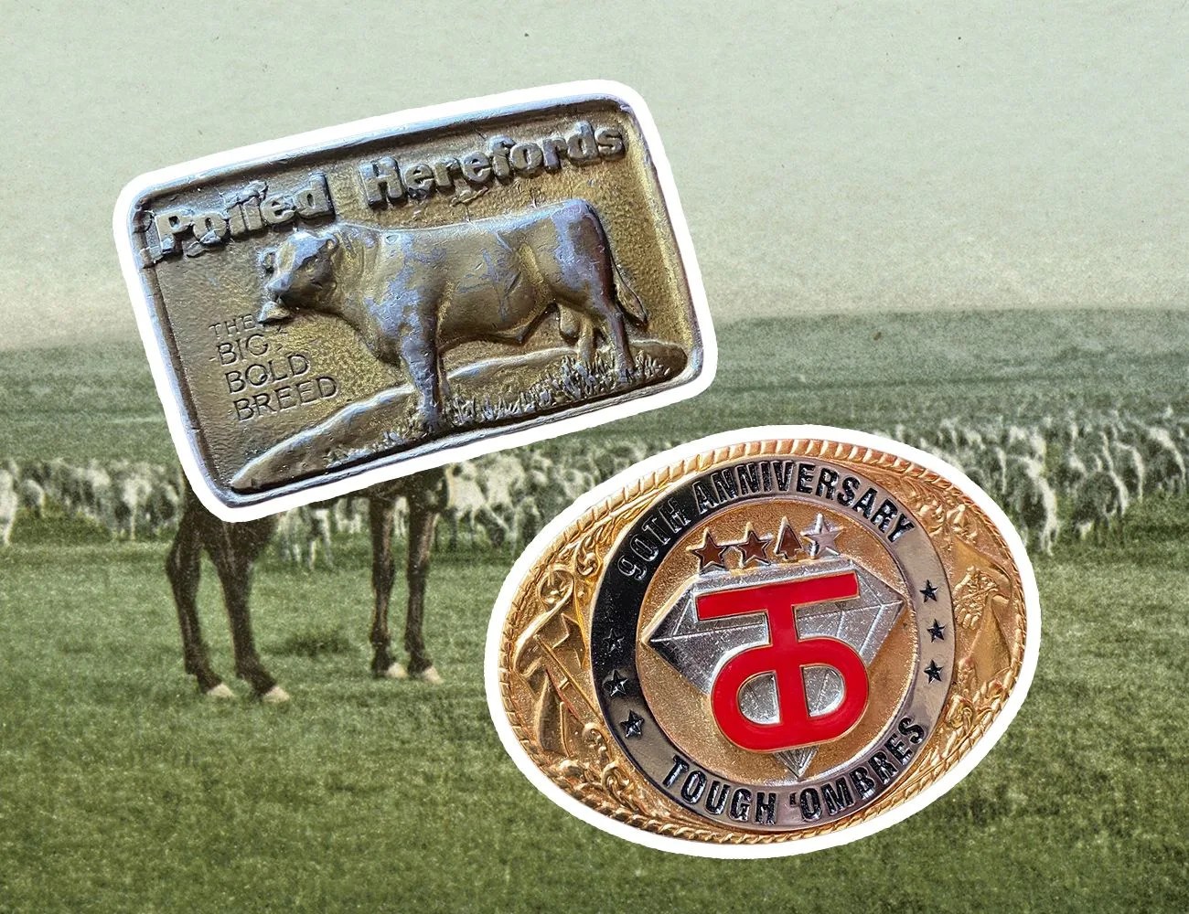 two belt buckles depicting agriculture clubs overlayed on a photo of a rancher with cattle