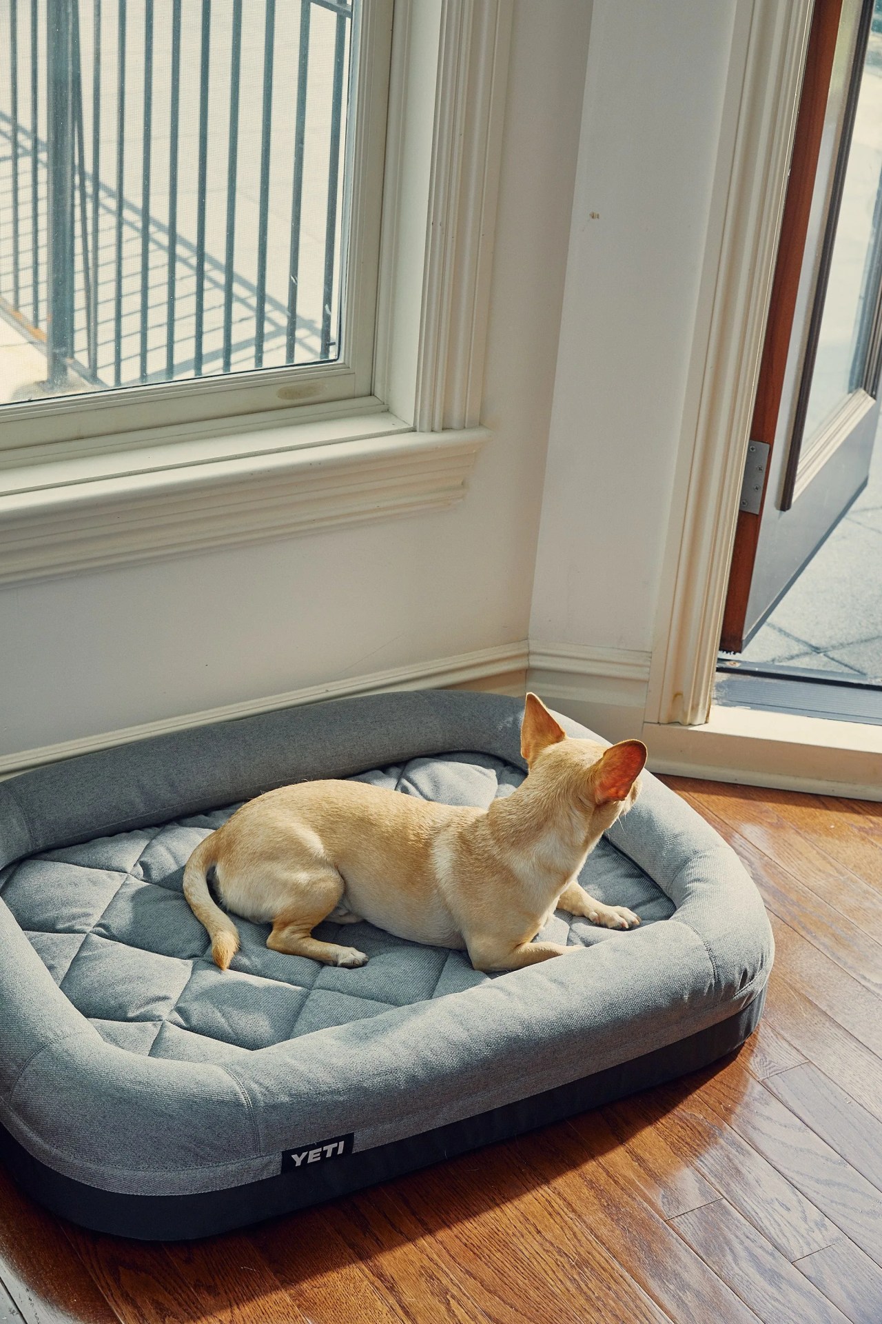 dog laying on the yeti dog bed