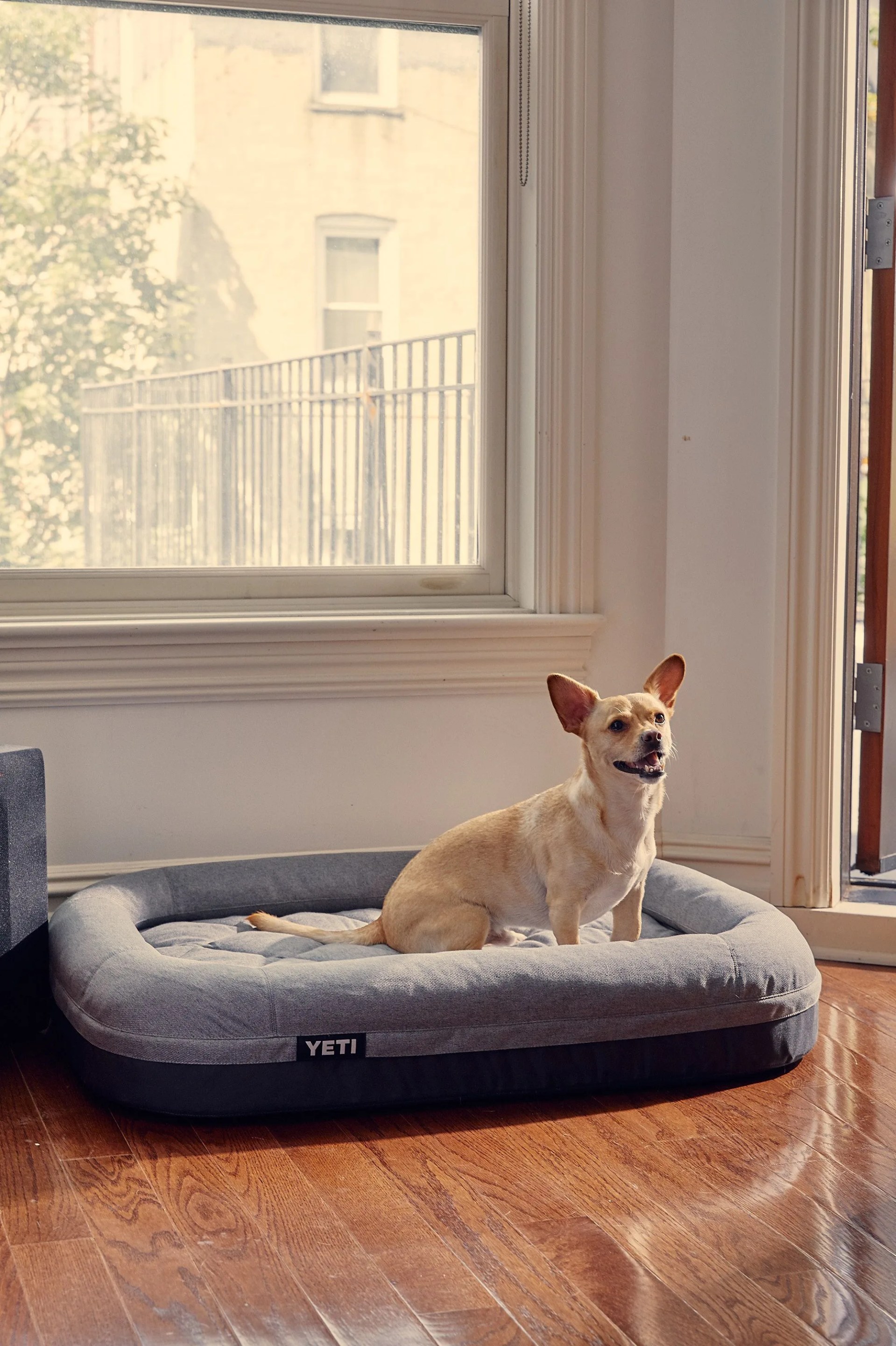 a dog sitting on the yeti trailhead dog bed