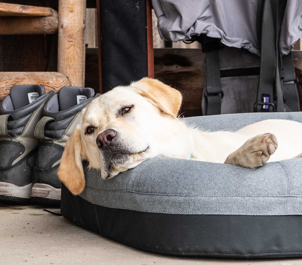 yeti trailhead dog bed in cabin with yellow lab dog laying in it