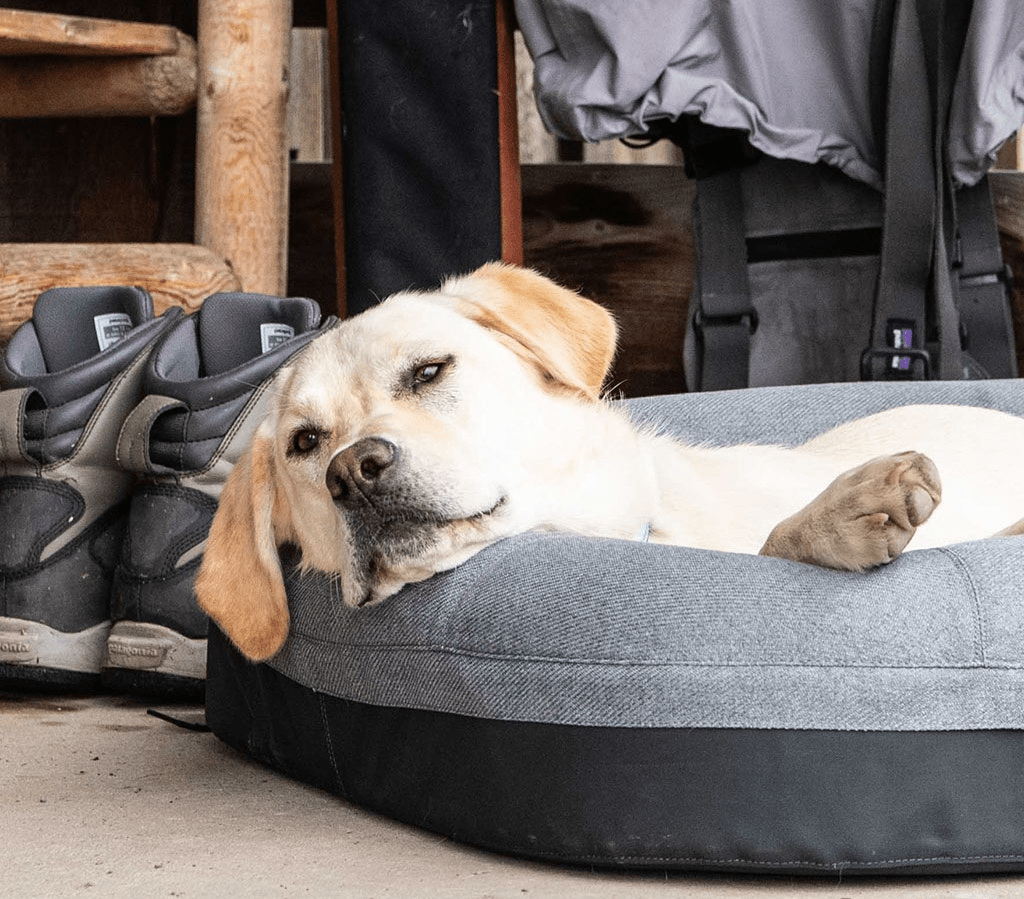 yeti trailhead dog bed in cabin with yellow lab dog laying in it