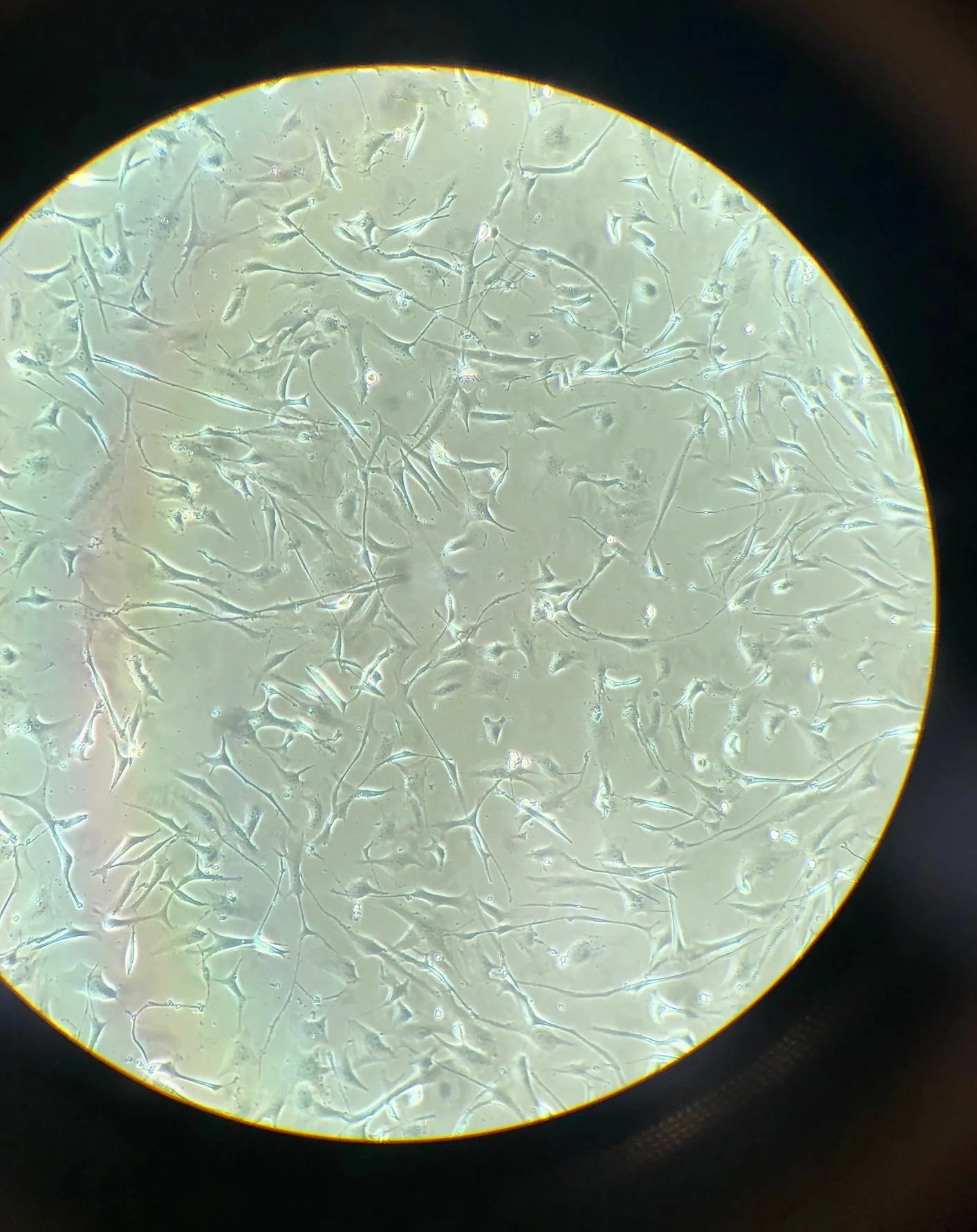 vitrolabs leather sample under a microscope