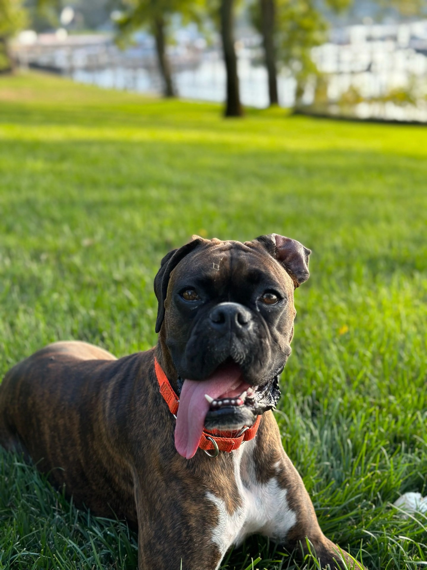 dog laying in grass