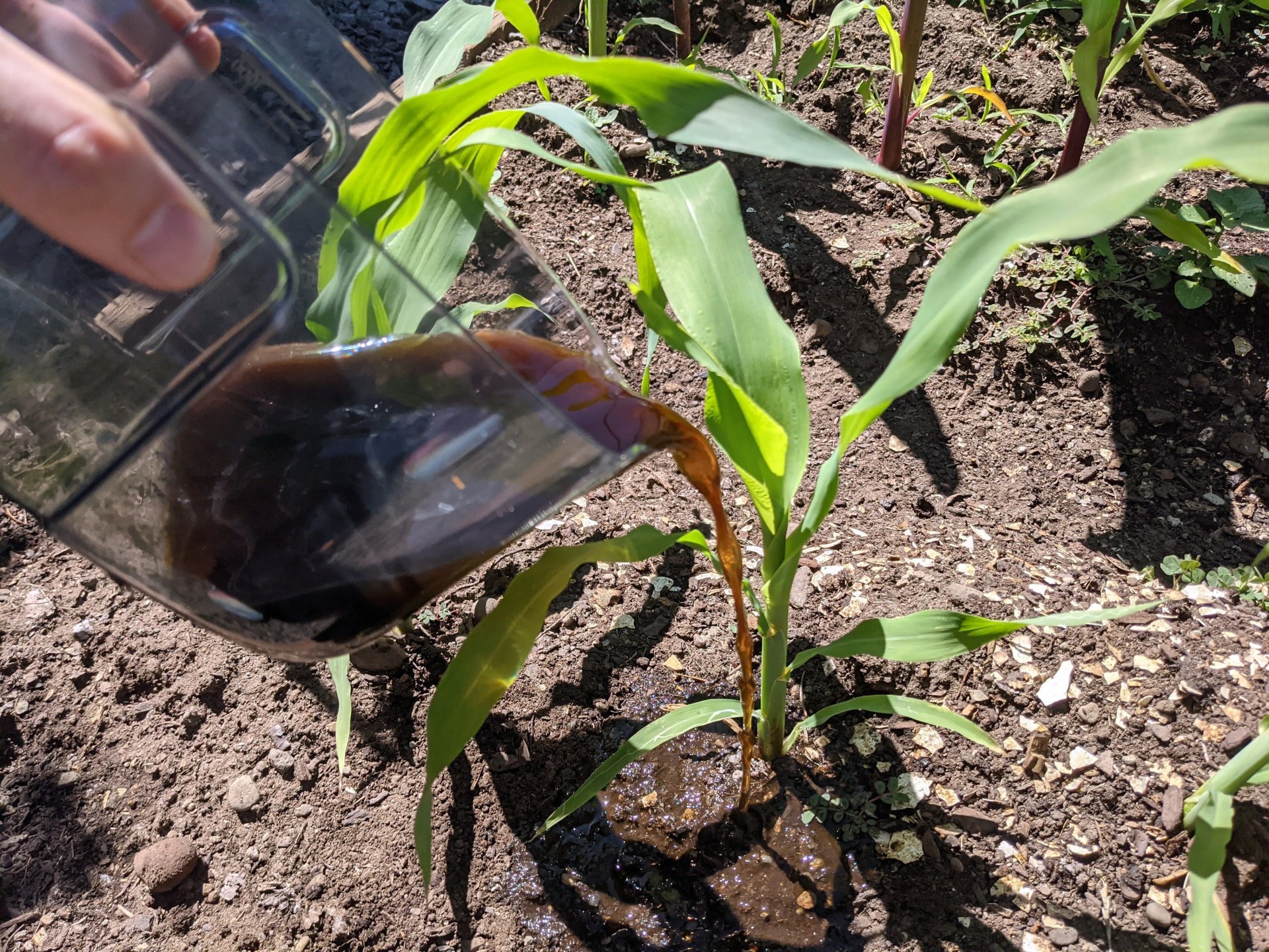 pouring liquid worm casting fertilizer into a garden of corn