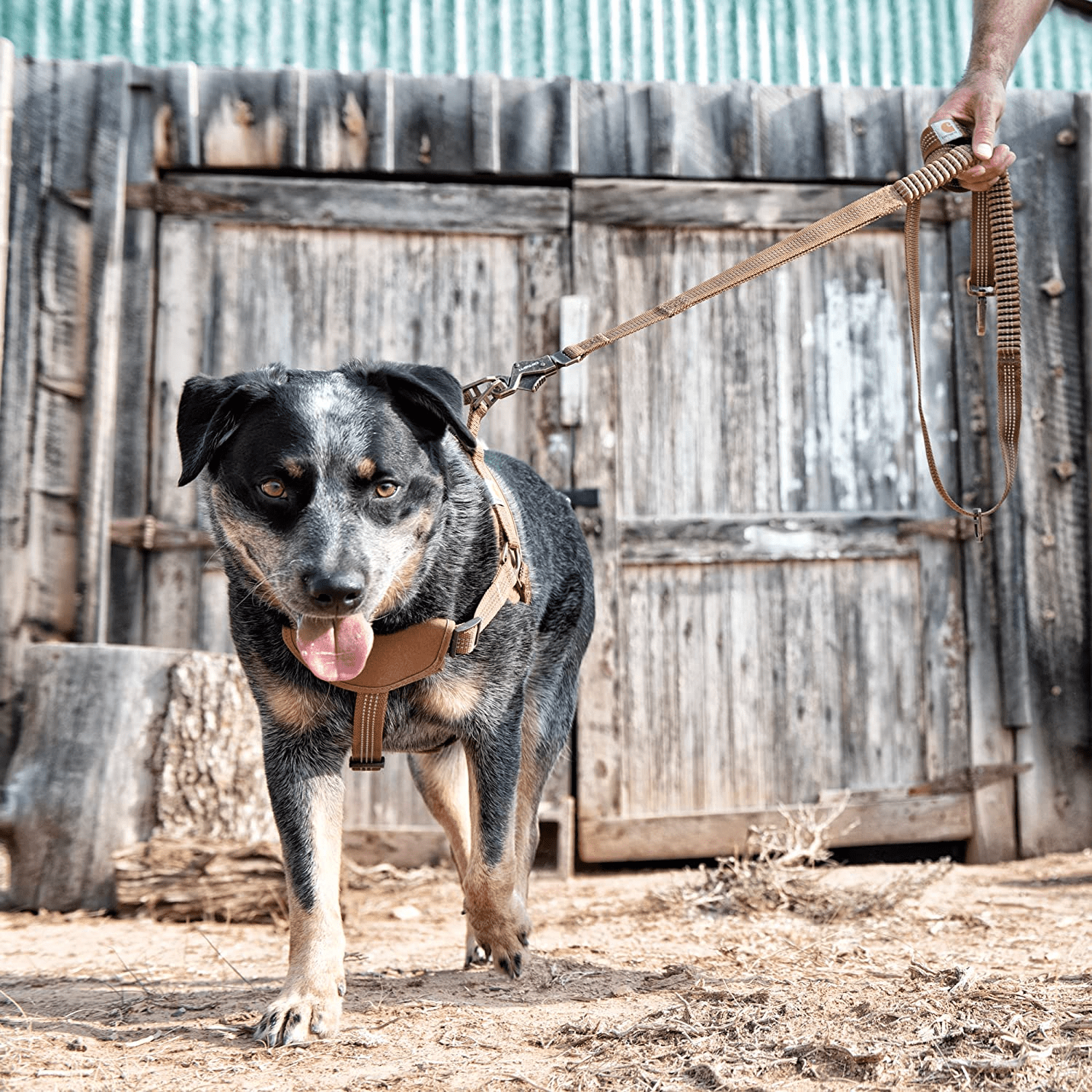 carhartt shock absorbing dog leash attached to blue heeler dog in front of barn doors
