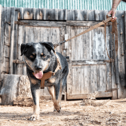carhartt shock absorbing dog leash attached to blue heeler dog in front of barn doors