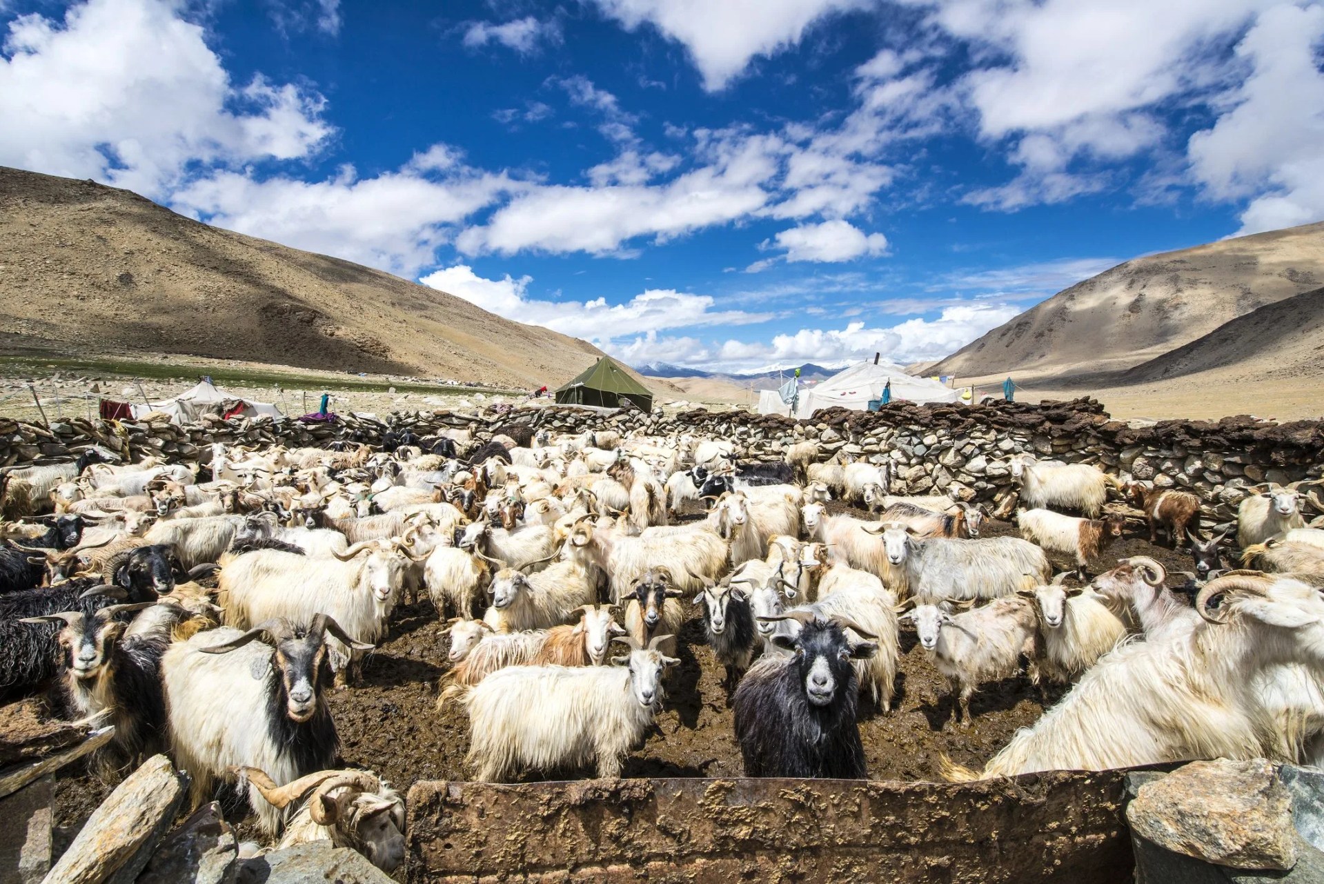 herd of cashmere goats in changthang, ladakh