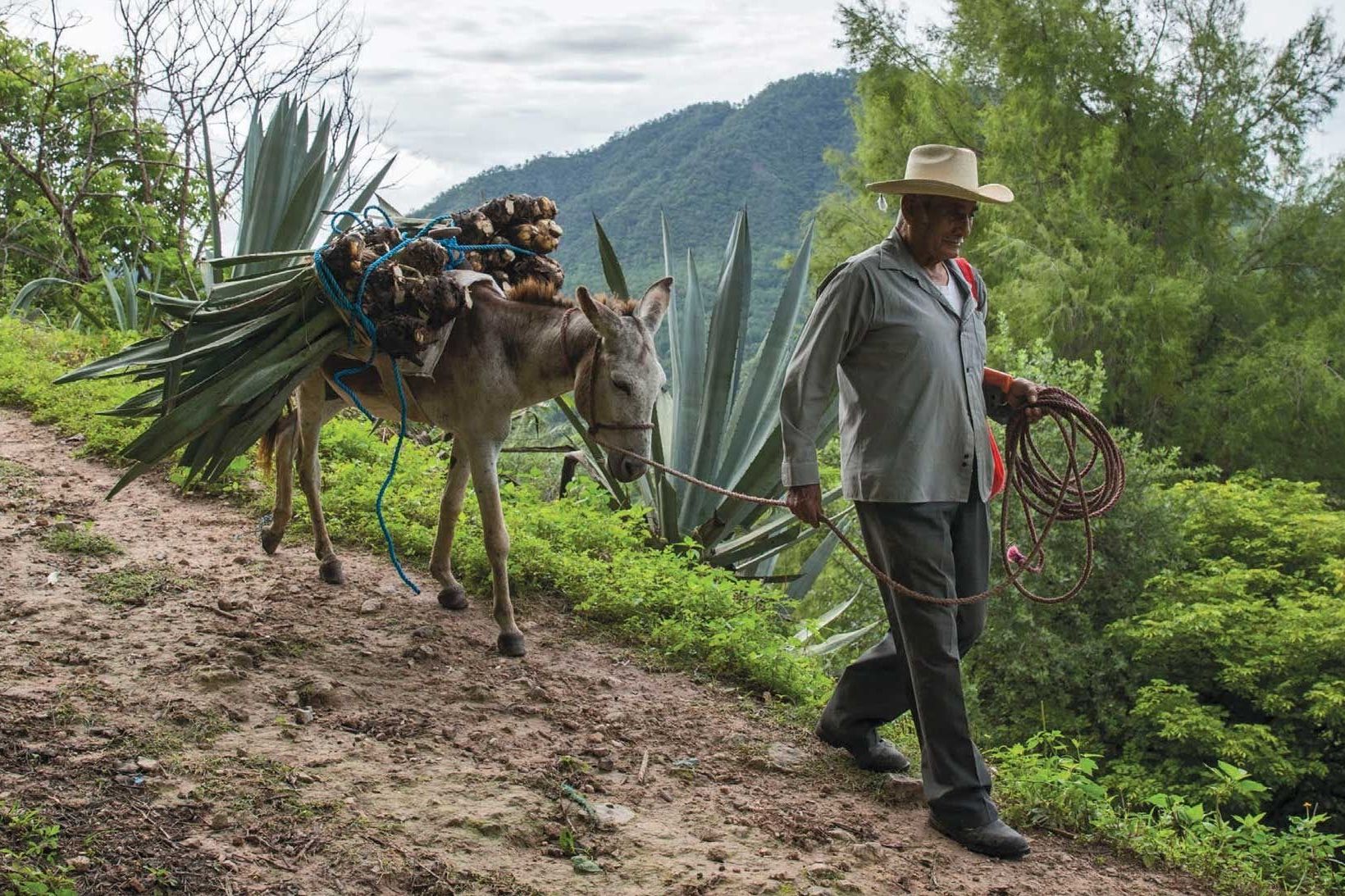 a man walking a donkey with agave clippings down a dirt road