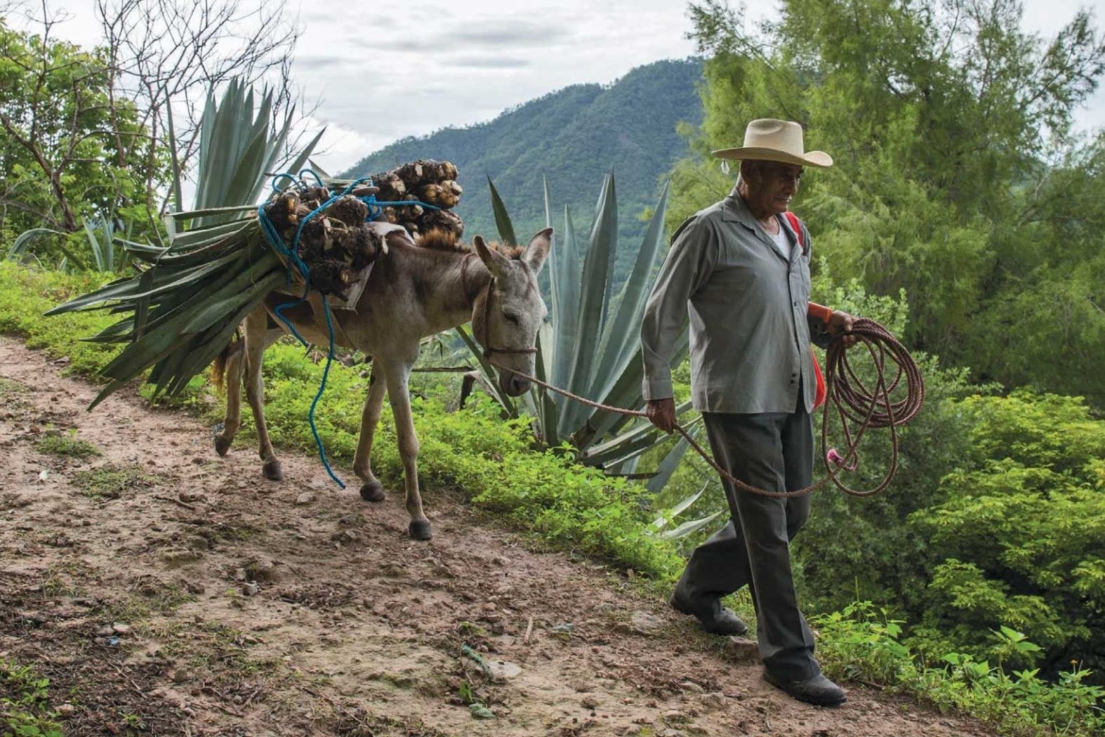 a man walking a donkey with agave clippings down a dirt road