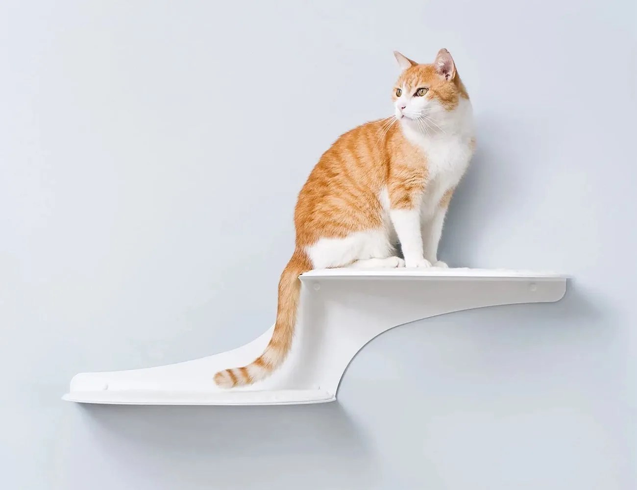 cat clouds cat shelf