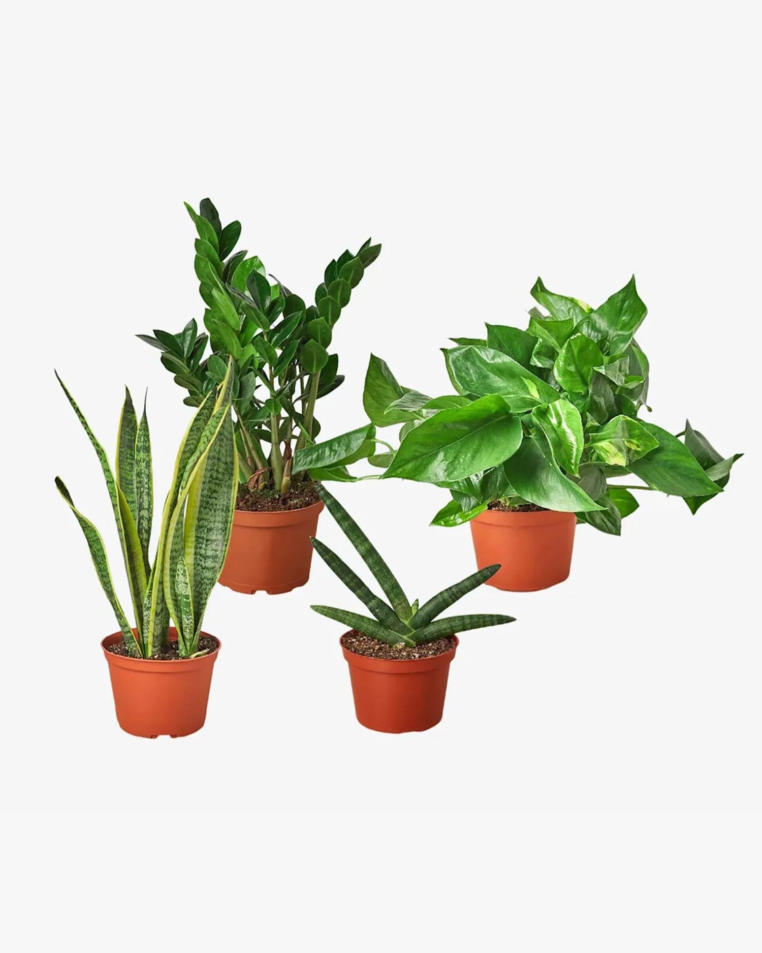 the house plant shop easy care houseplant bundle