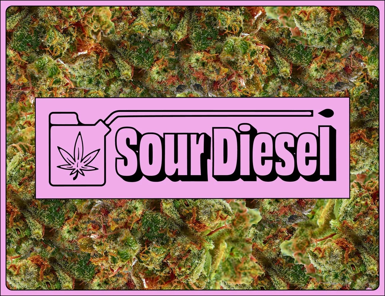 a sour diesel graphic on top of buds of weed