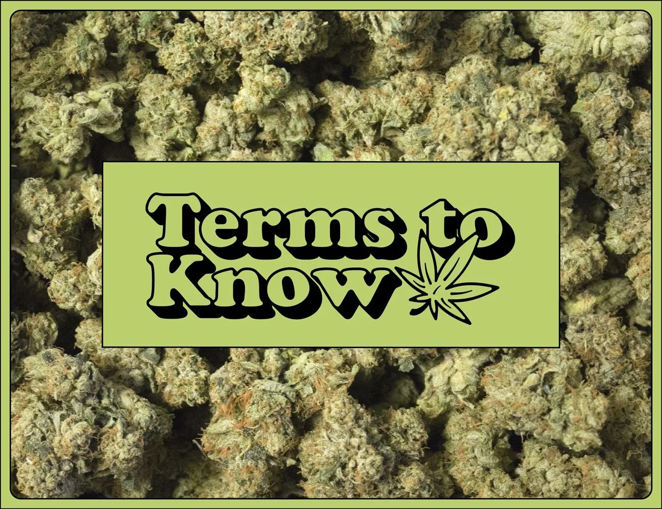 a terms to know graphic on top of buds of weed