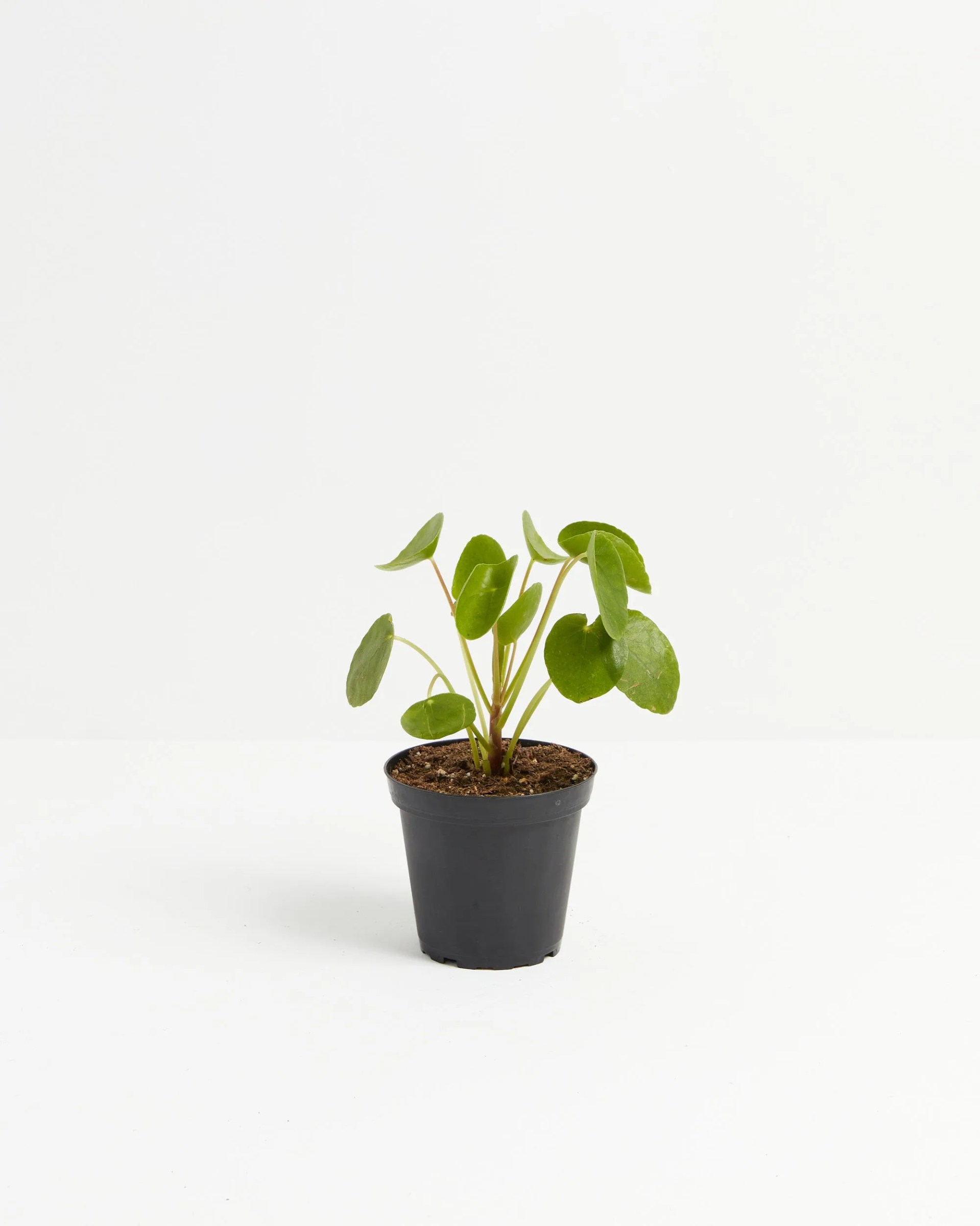 chinese money plant pilea peperomioides