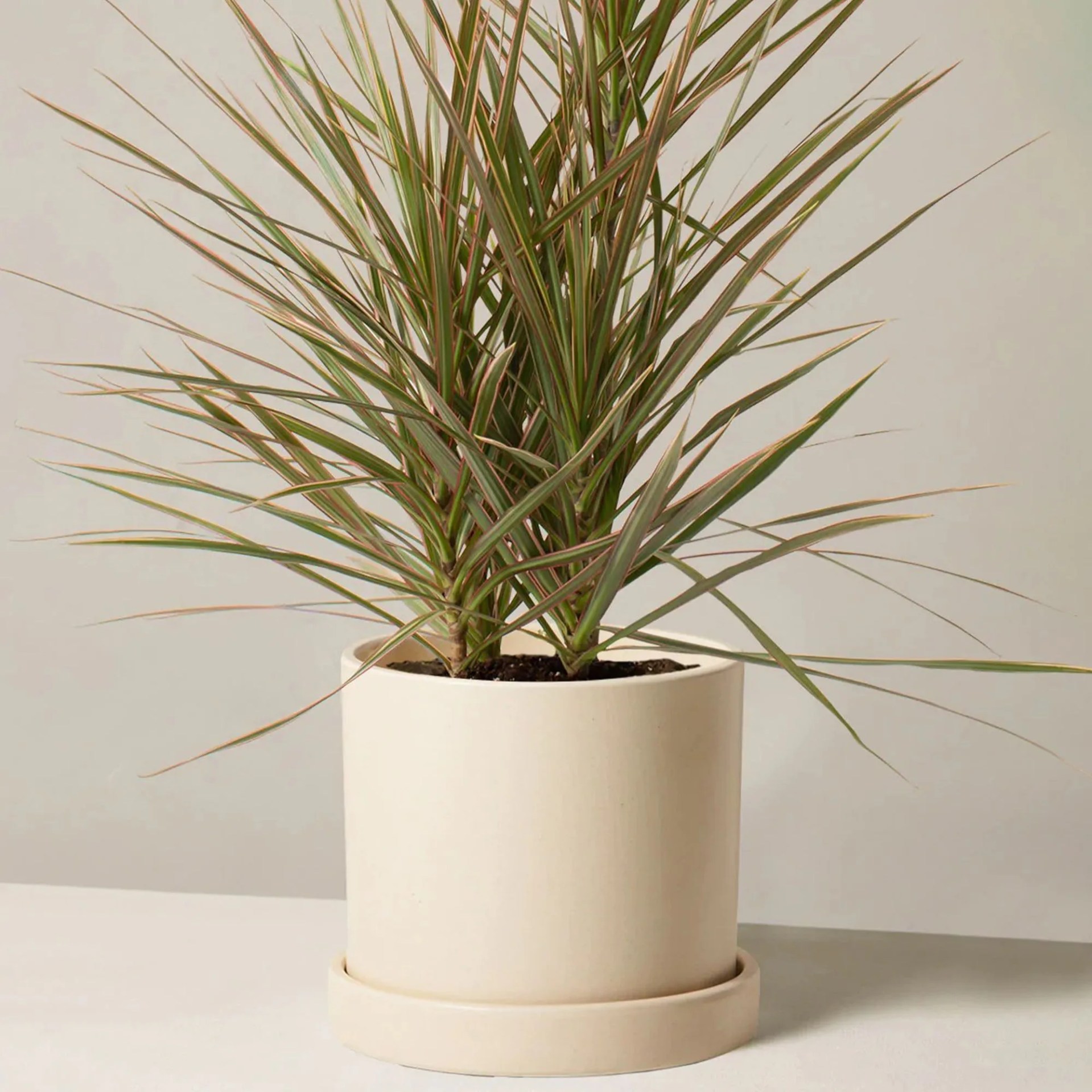 Dracaena Marginata