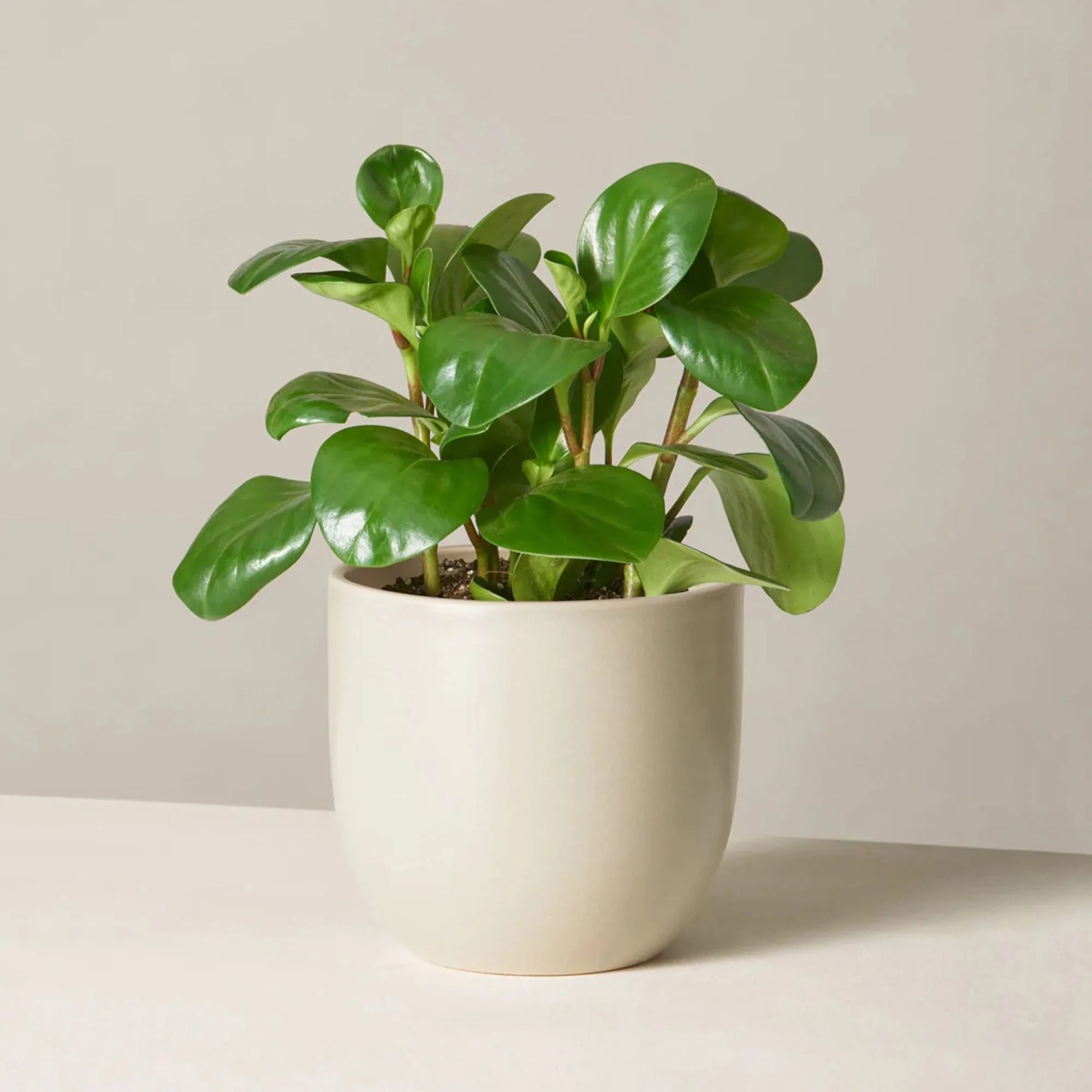 Peperomia Obtusifolia