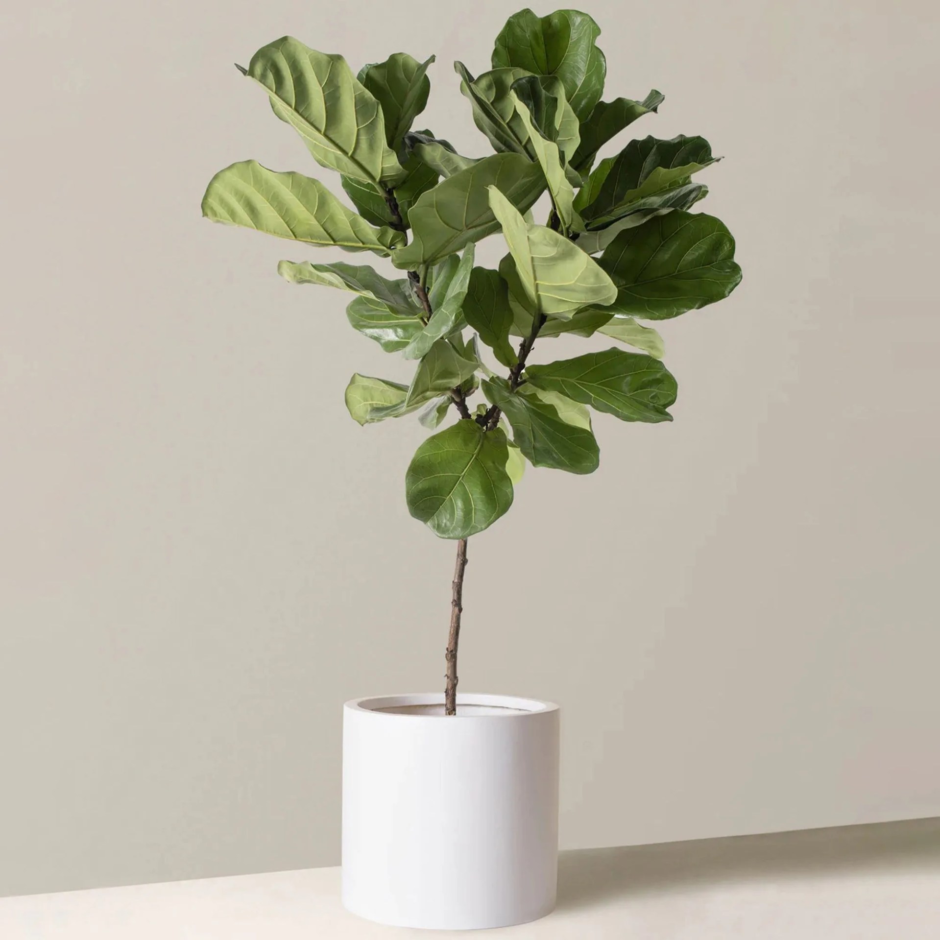 Fiddle Leaf Fig