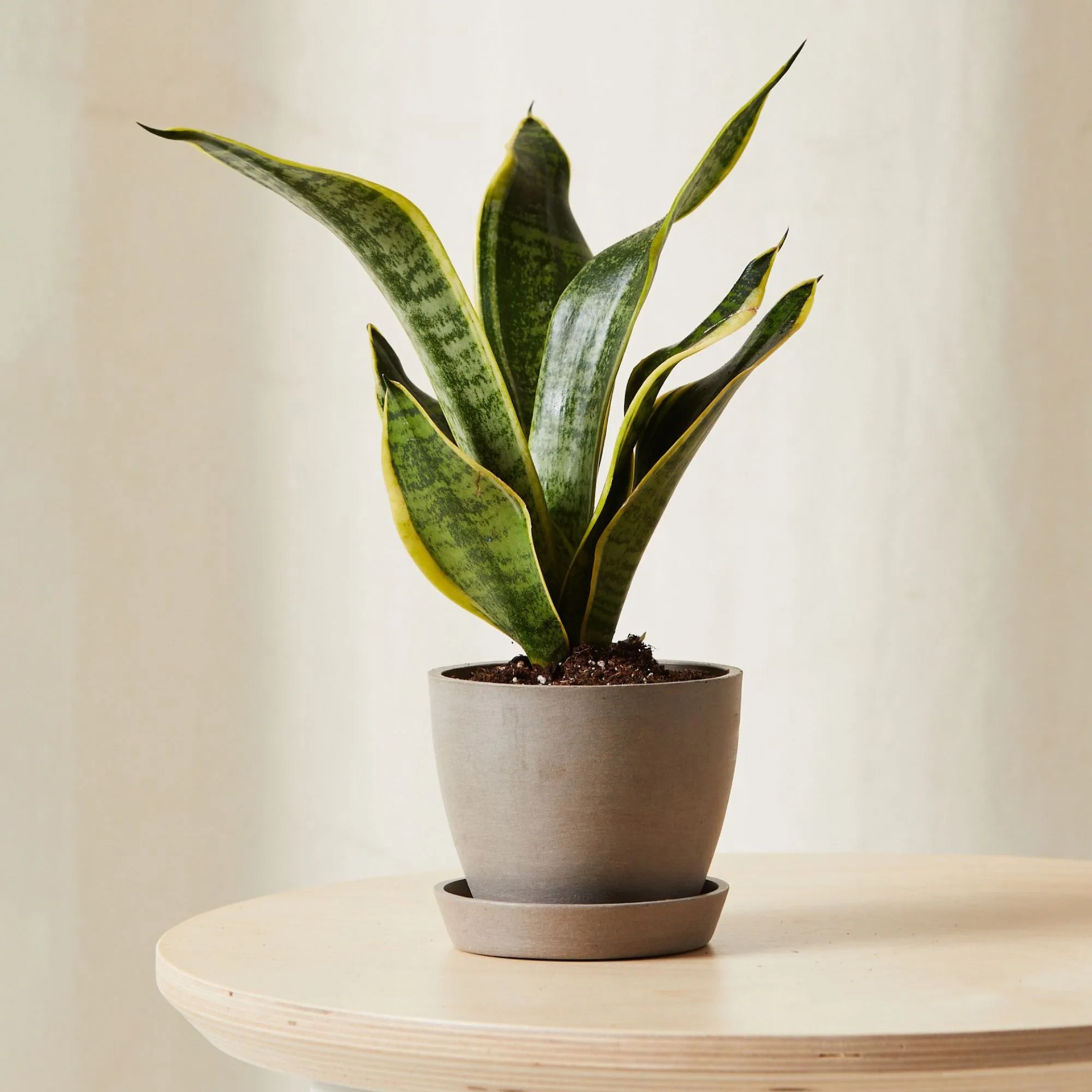 Snake Plant