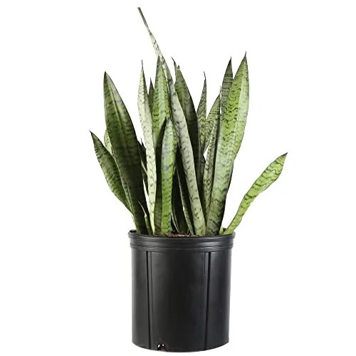 Snake Plant