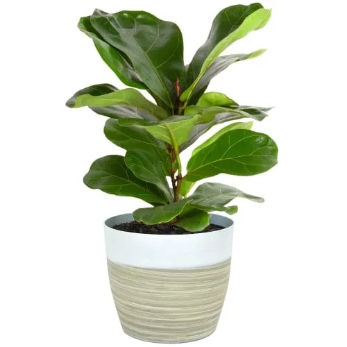 Fiddle Leaf Fig Tree