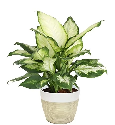 Dieffenbachia