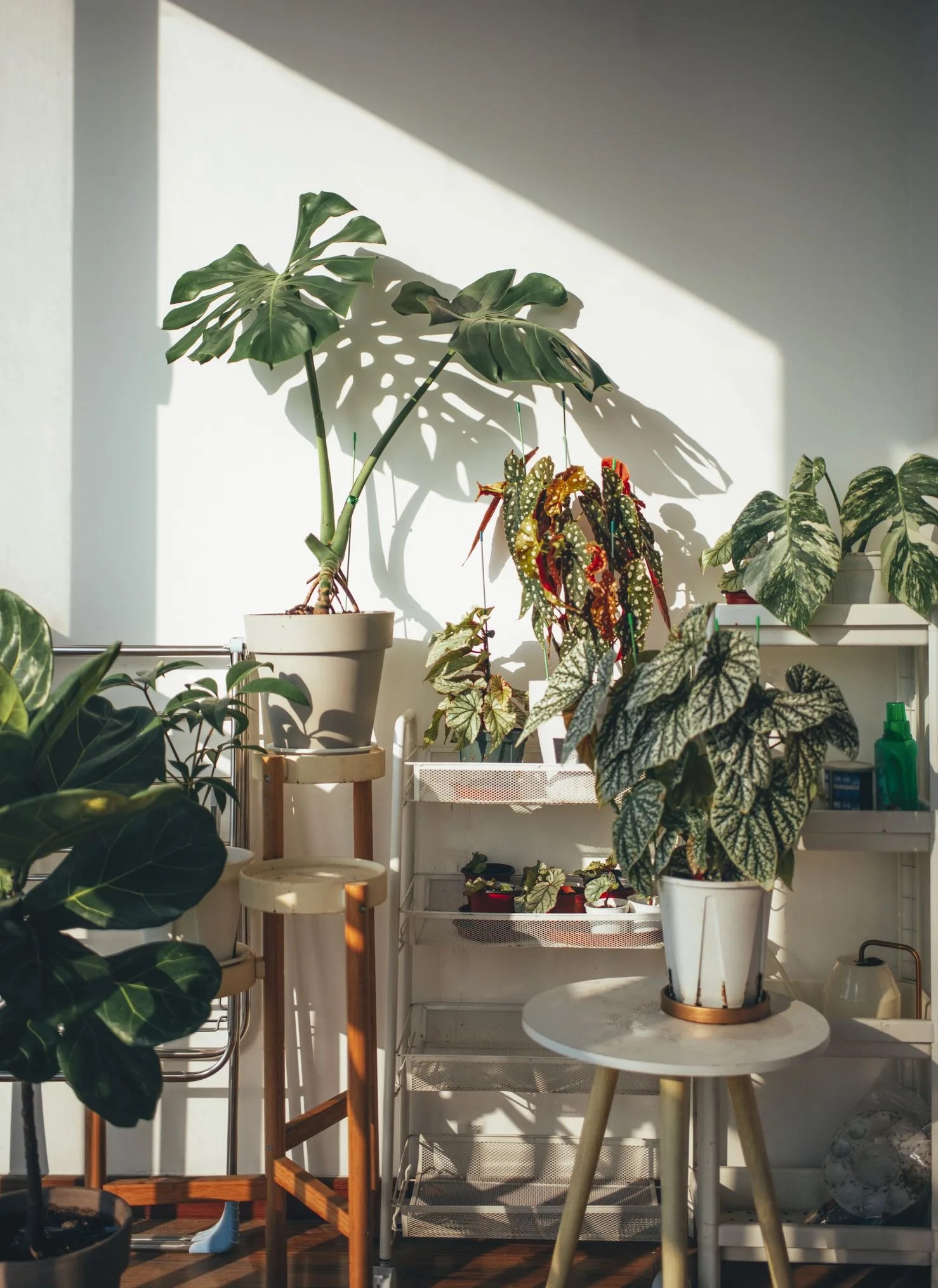 beautiful plants in balcony