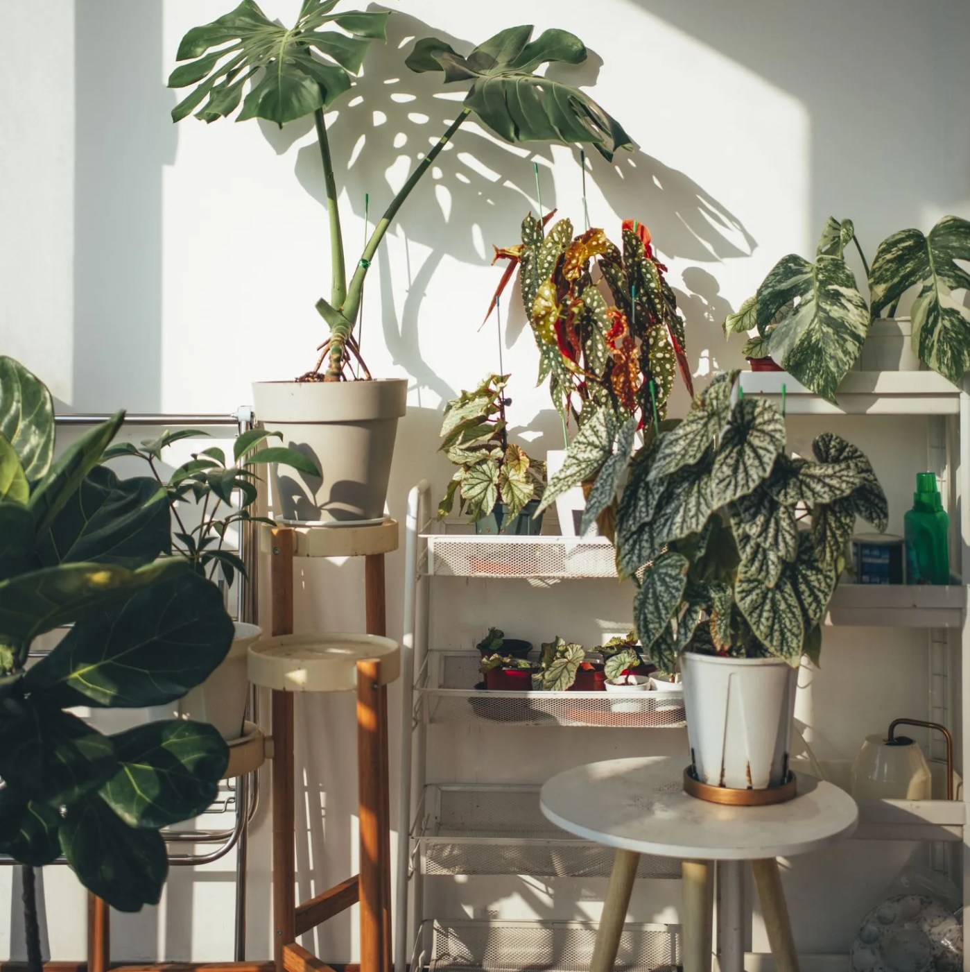 beautiful plants in balcony