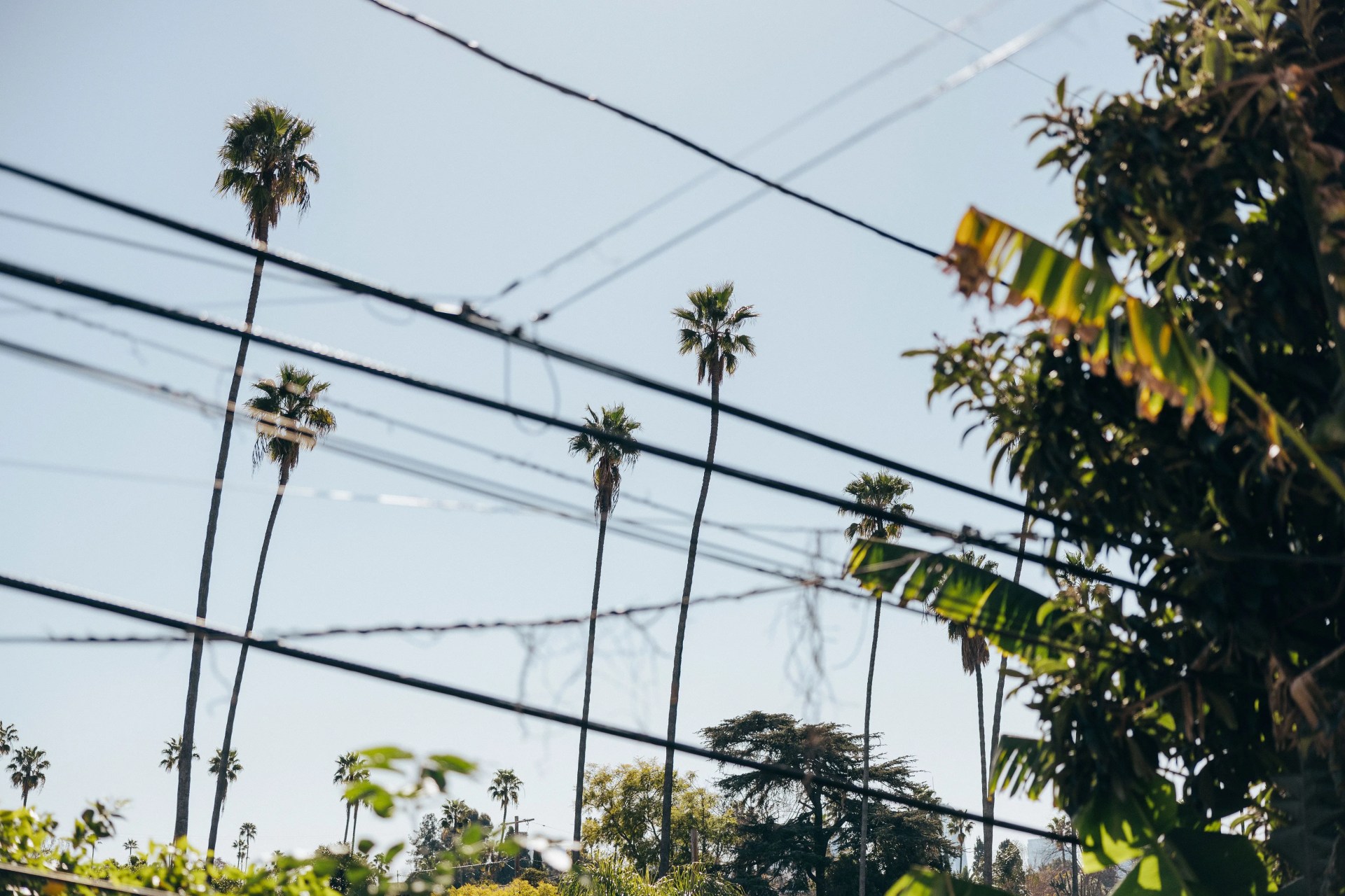 palm trees and power lines
