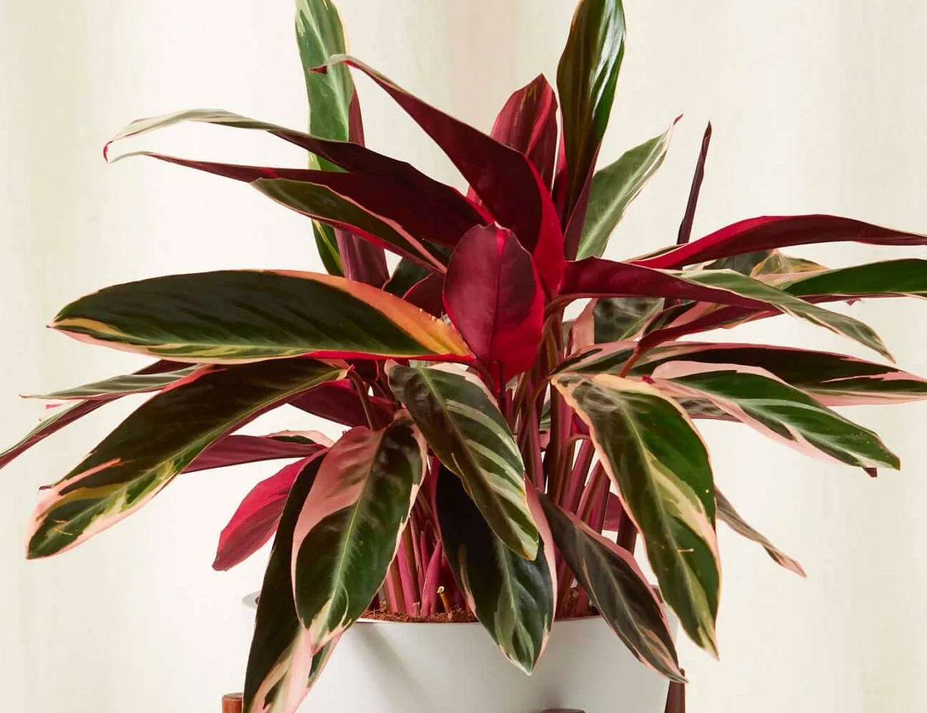 Bloomscape Stromanthe Triostar