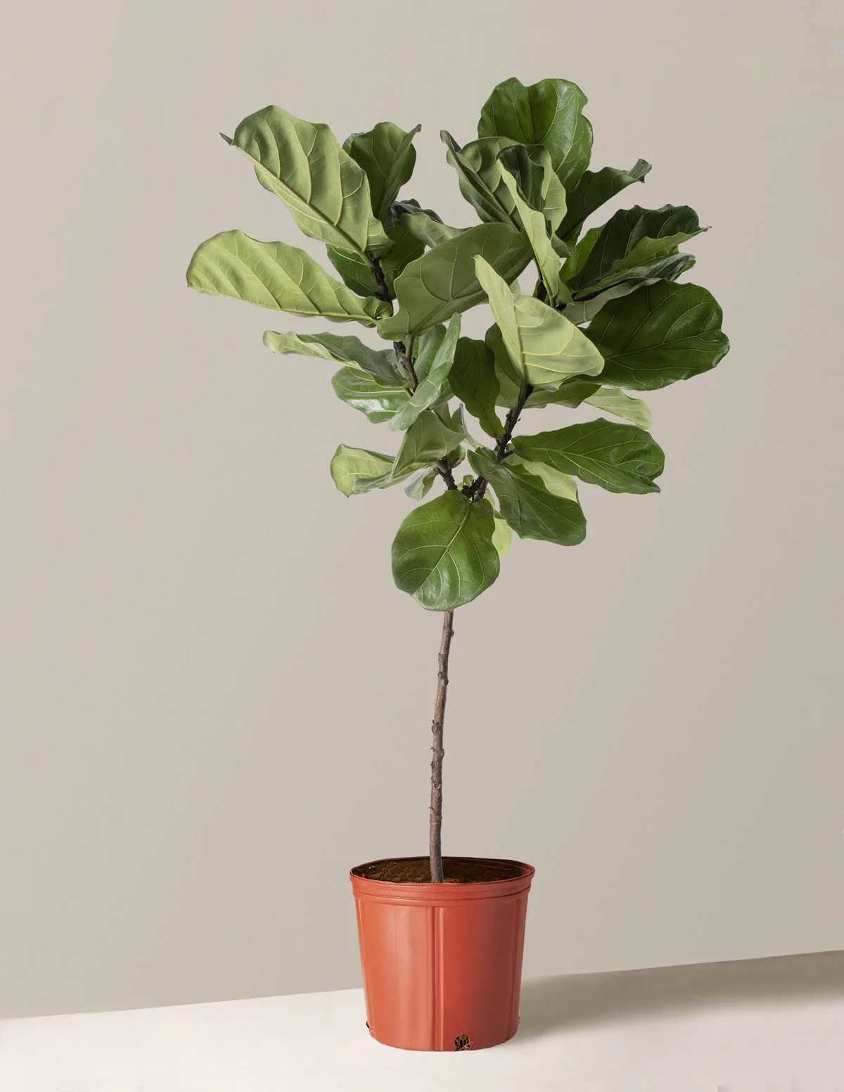 Large Fiddle Leaf Fig Tree