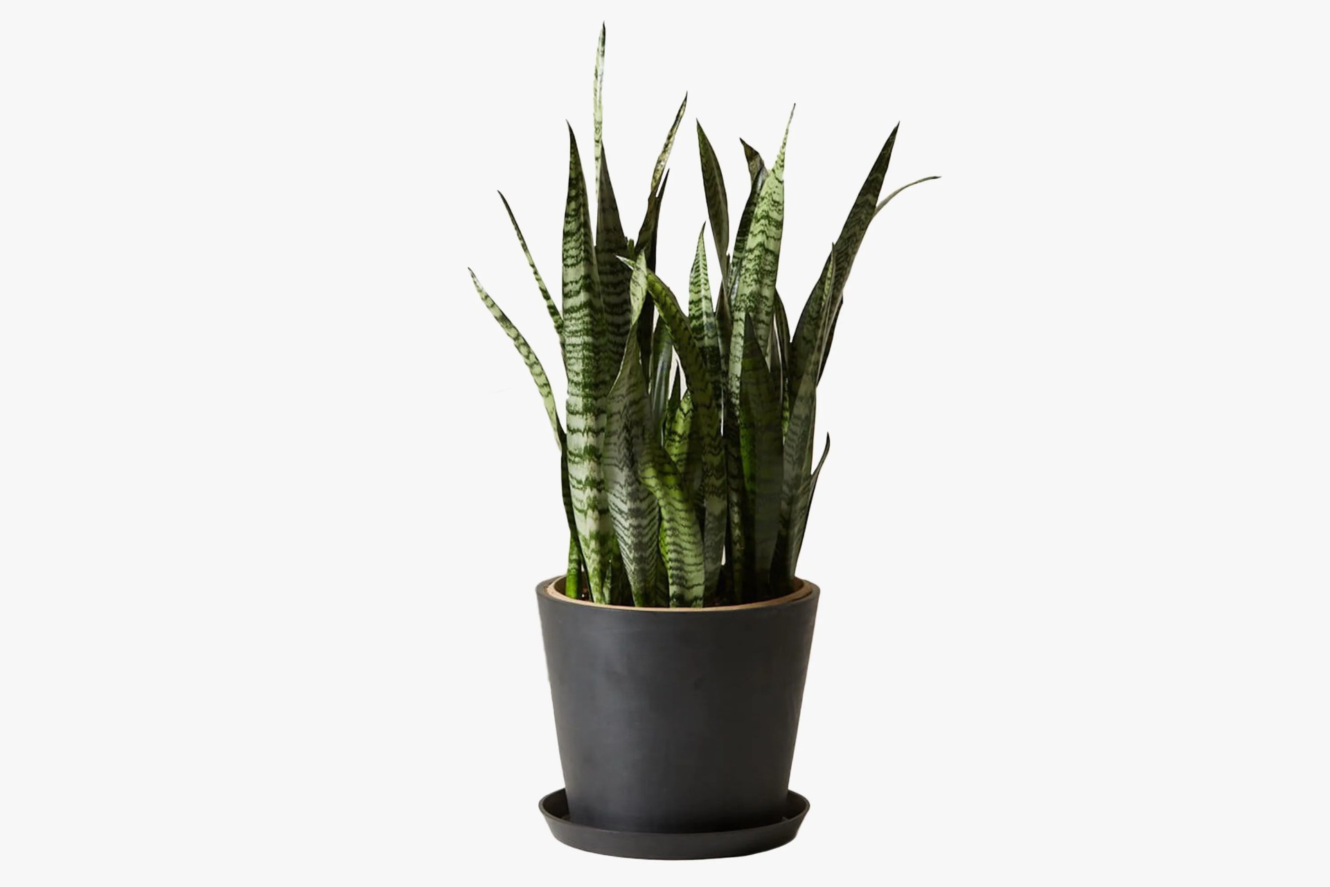 Sansevieria (Snake Plant)