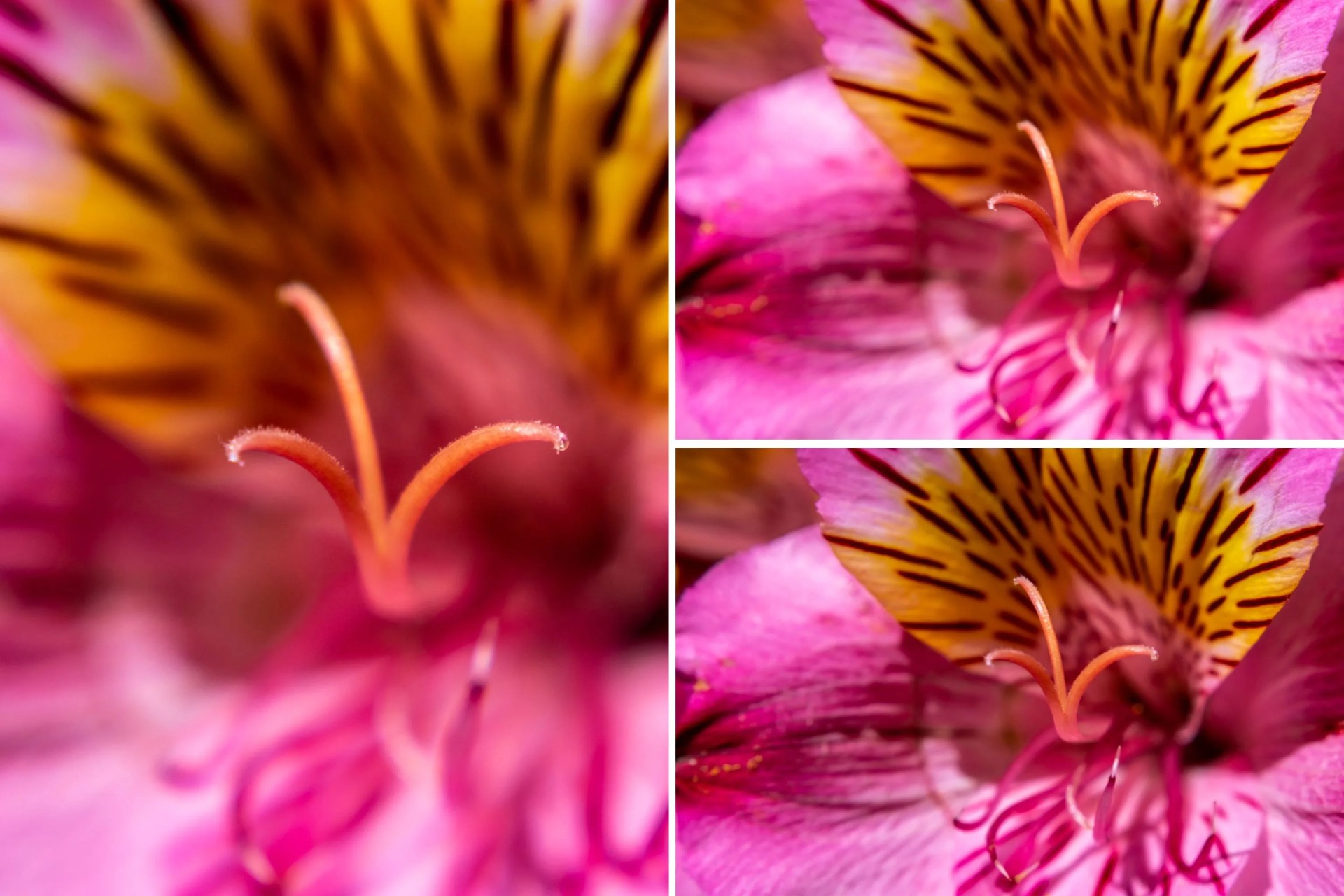 a collage of two images showing photo filters
